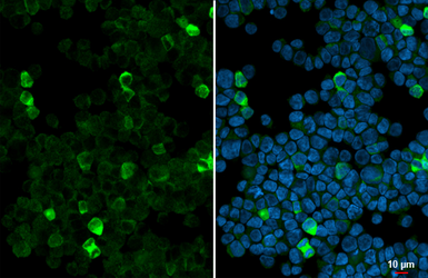 Anti-TAS1R3 antibody [HL5310] used in Immunocytochemistry/ Immunofluorescence (ICC/IF). GTX645775